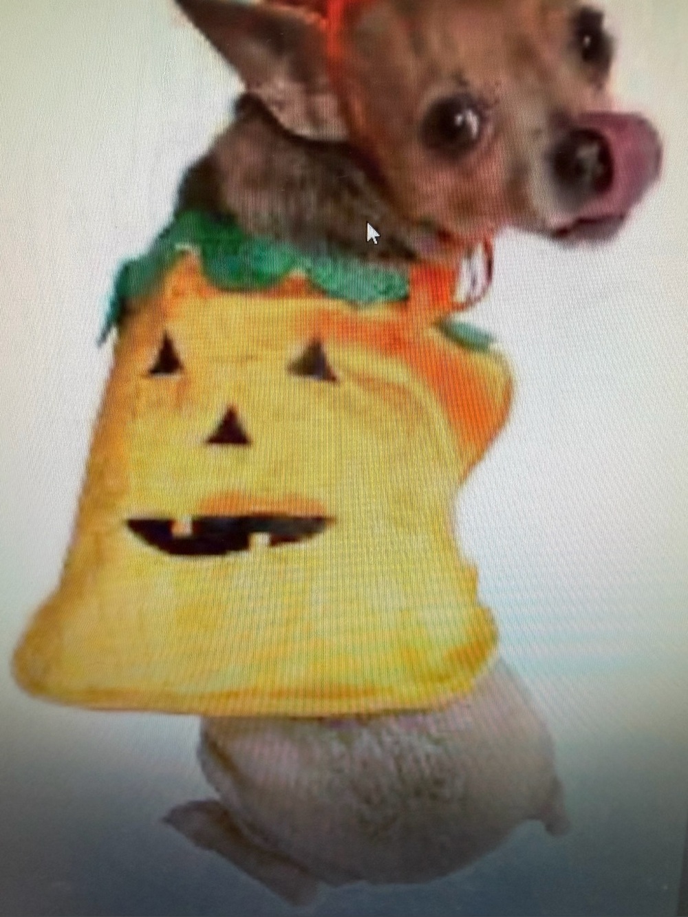 Halloween Pumpkin Dog Costume - Orange Pumpkin Pet Outfit Size XS
